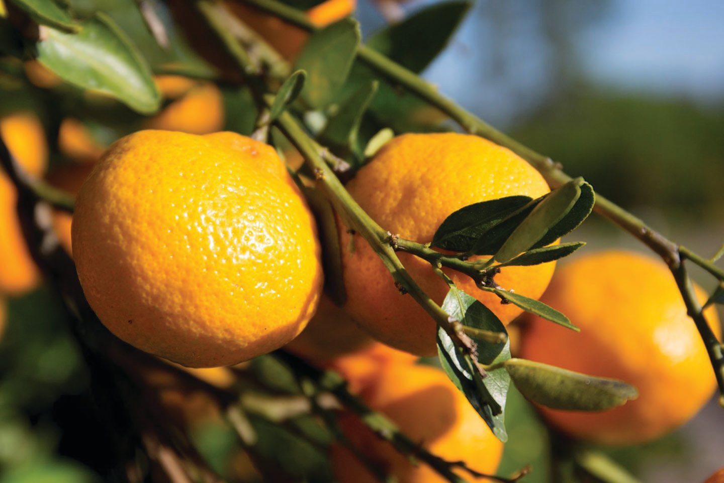 Photo is a generic image of Florida citrus.